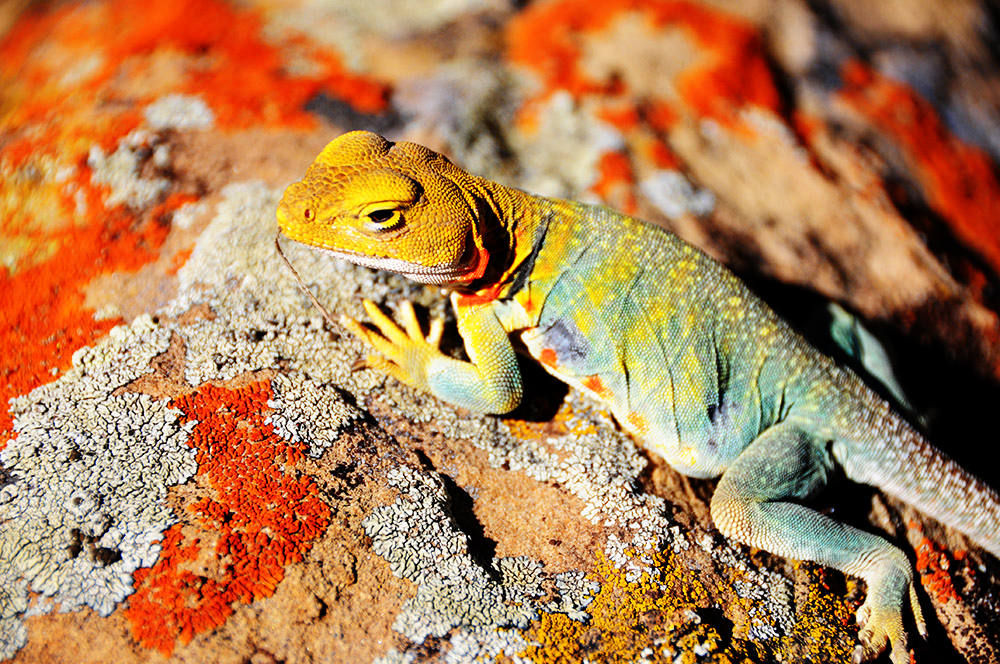 Colorful lizard in western Colorado