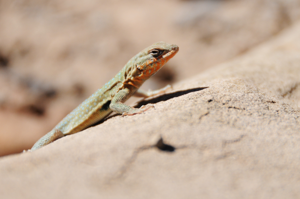 Lizard in western Colorado