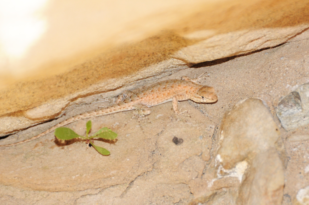 Lizard in western Colorado