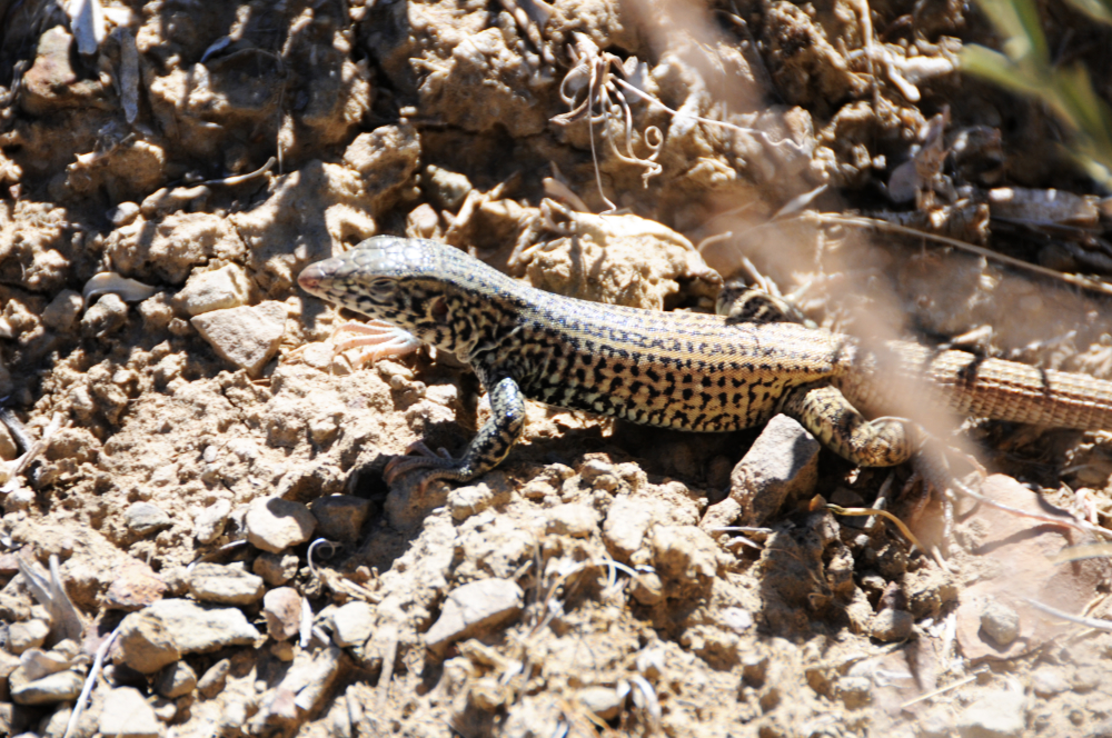 Lizard in the Little Book Cliffs area