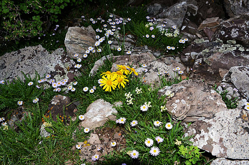 Wildflowers in the Snowmass Wilderness Colorado