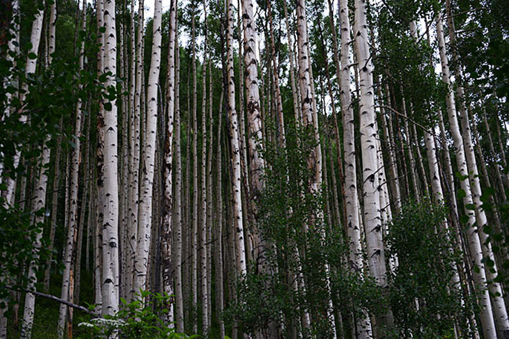 Aspen trees in the Snowmass Wilderness Colorado