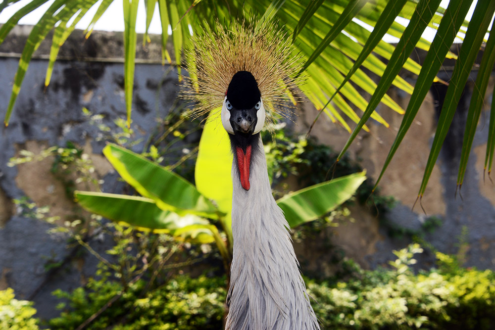 Peacock Peacock in Goma