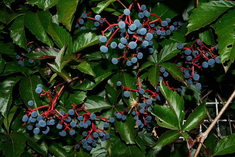 Berries growing in Prague Czechia