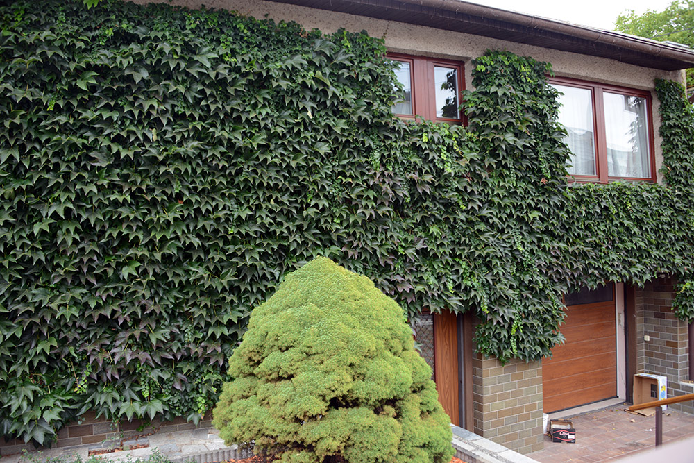 Ivy-covered house in Prague