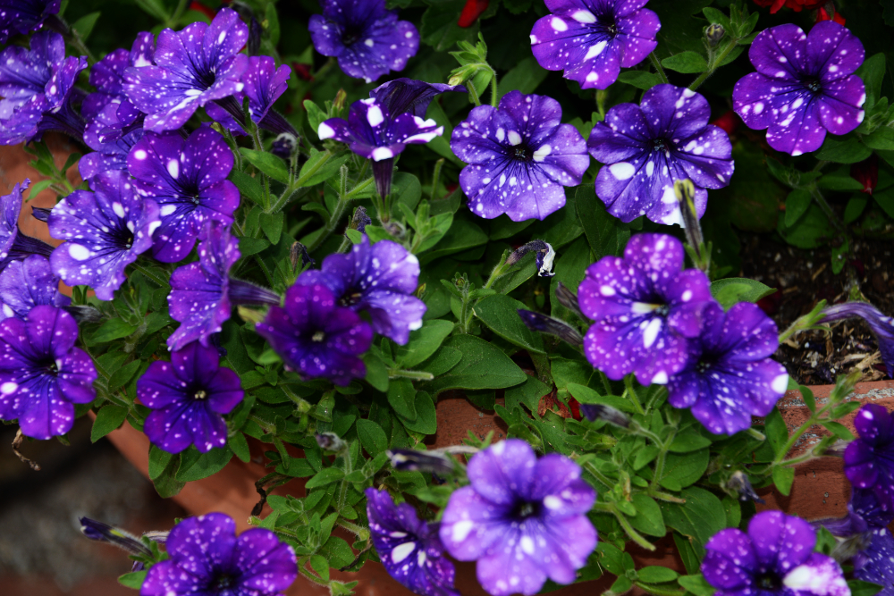 Spring flowers in Dover Delaware