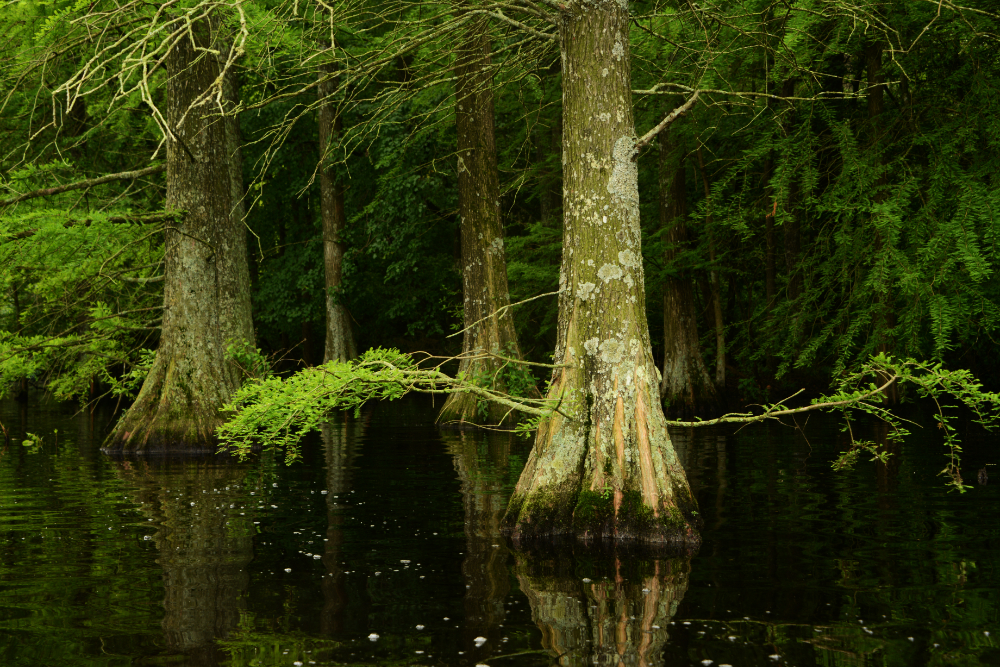 Bald cypress trees growing in Trap Pond