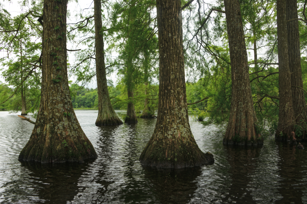 Bald cypress trees in the water at Trap Pond