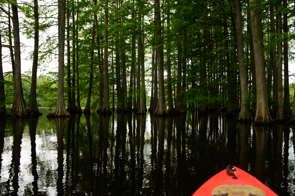 Leaving a narrow water channel at Trap Pond