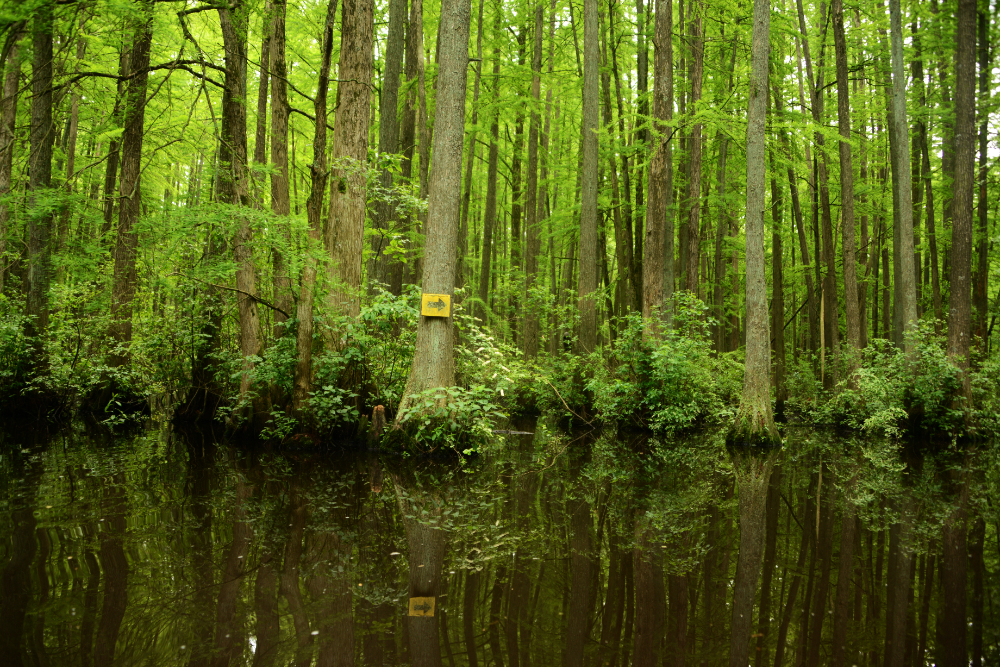 Yellow water trail marker in Trap Pond