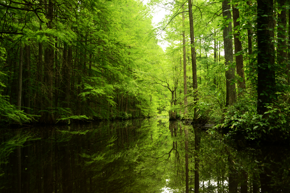 Kayaking through a narrow channel at Trap Pond