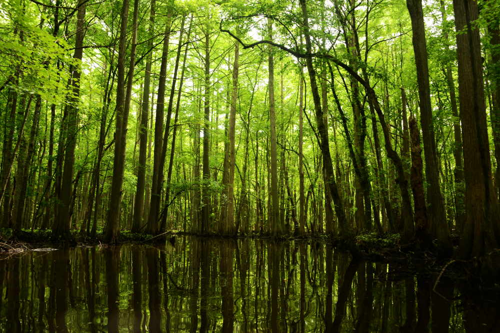 Swampy water trail through Trap Pond State Park