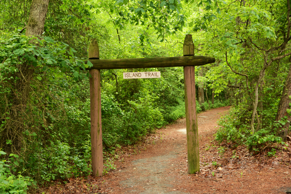 Island Trail at Trap Pond State Park in Delaware