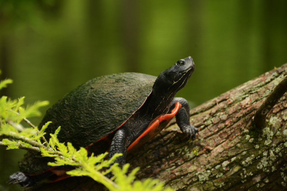 Red-bellied turtle at Trap Pond