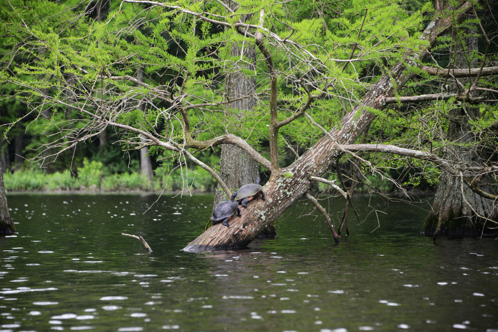 Red-bellied turtles at Trap Pond in Delaware