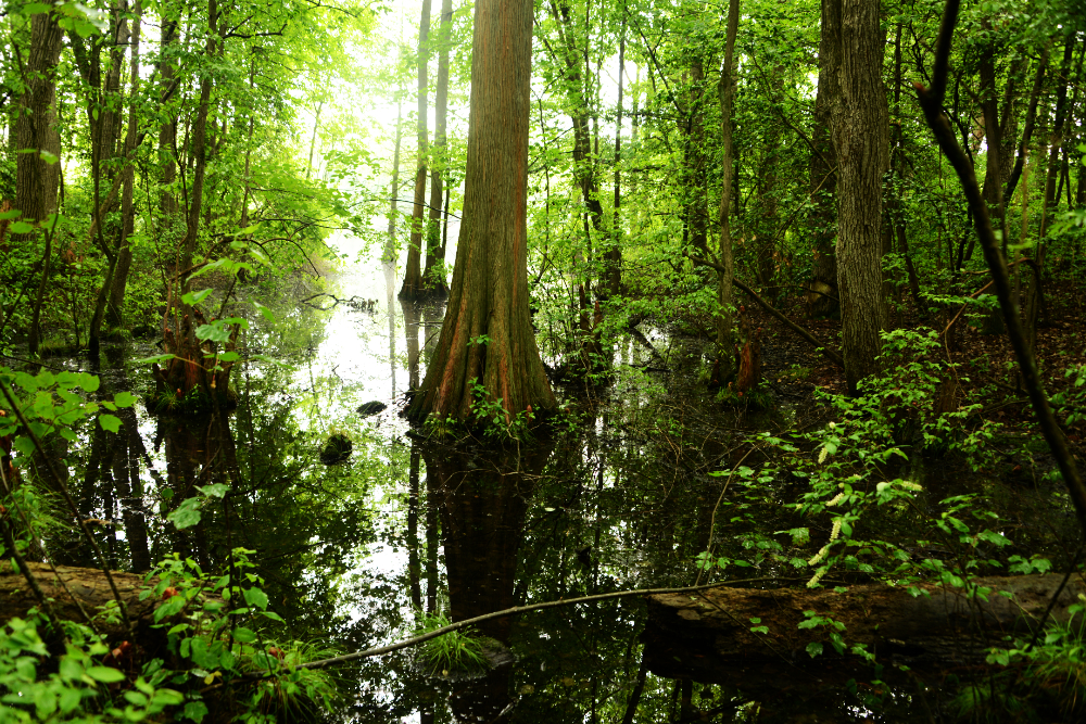 Bald cypress tree along the Island Trail at Trap Pond