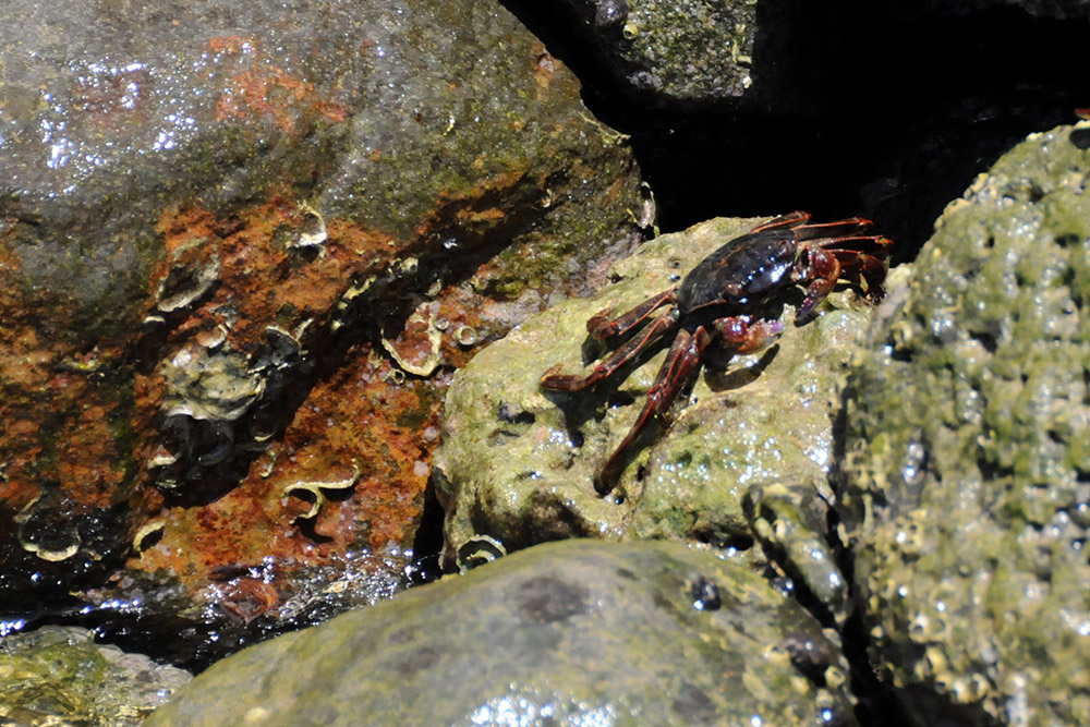 Crab along the coast of Djibouti City