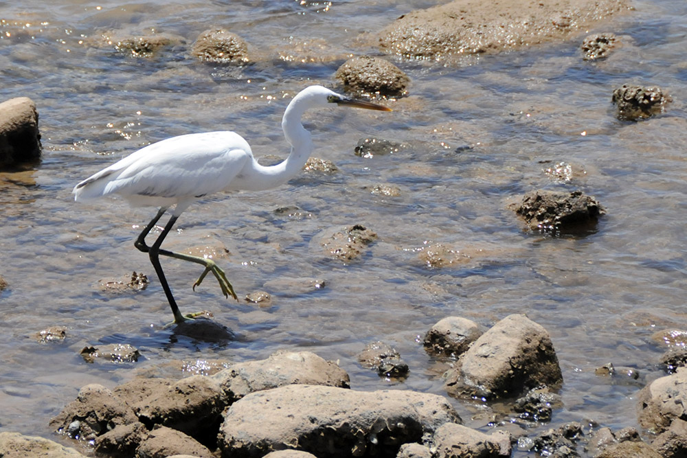 Heron along the coast of Djibouti City