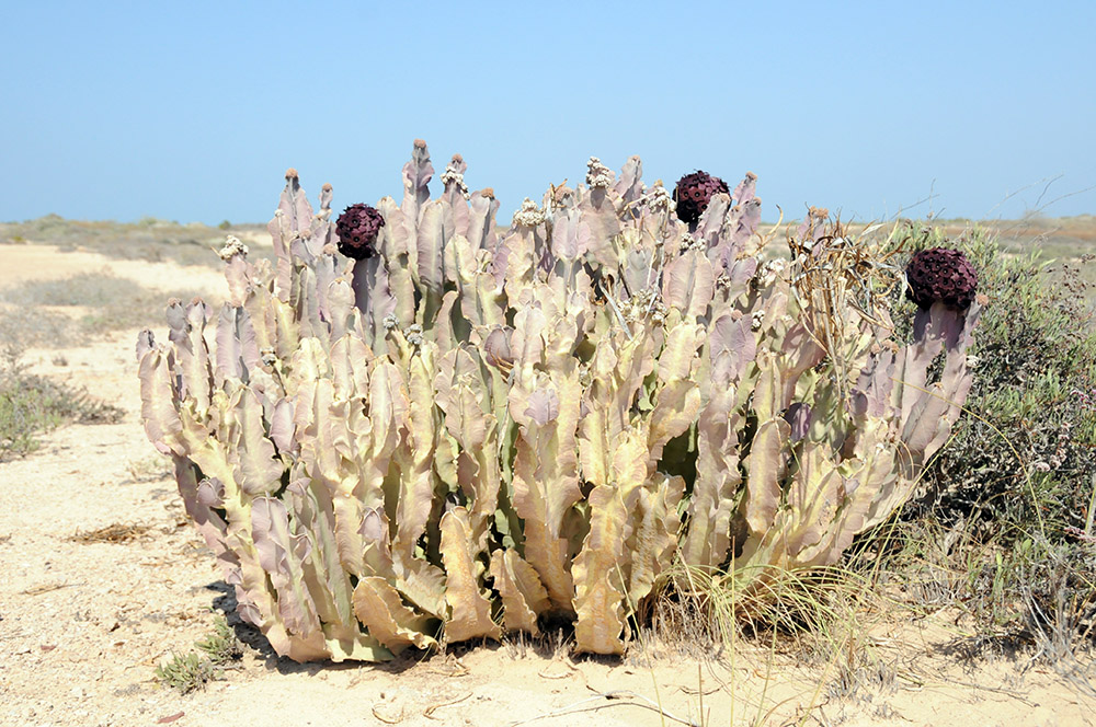 Cactus growing on Moucha Island