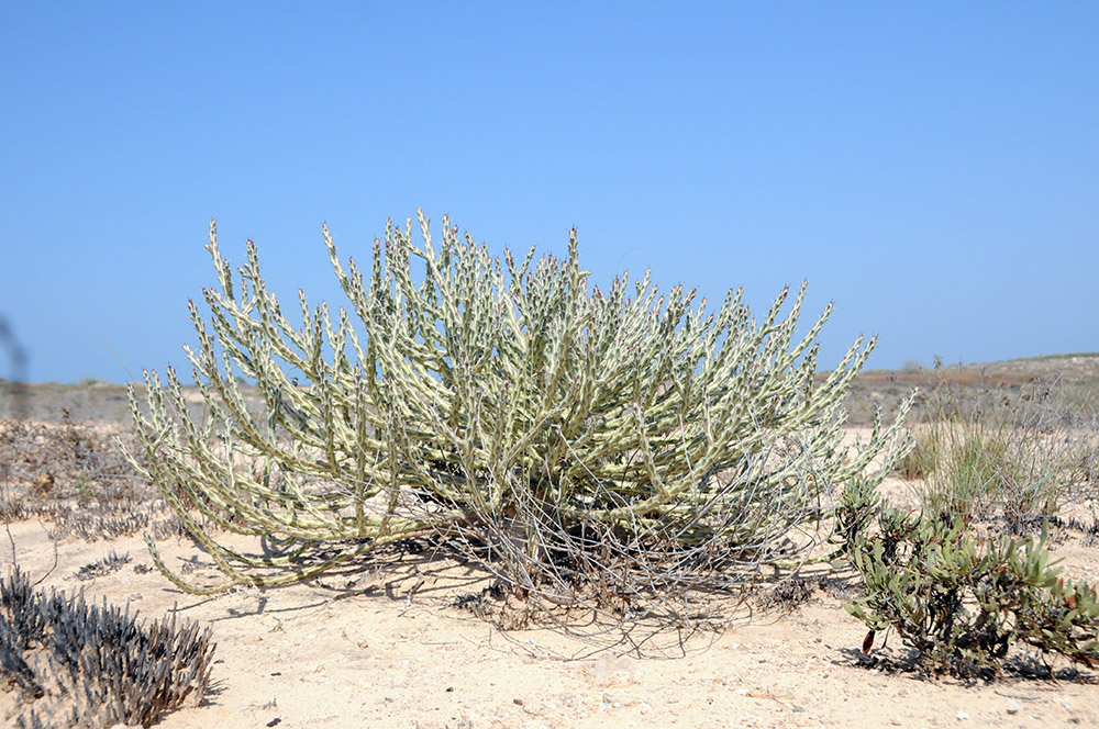 Cactus growing on dry Moucha Island in Djibouti