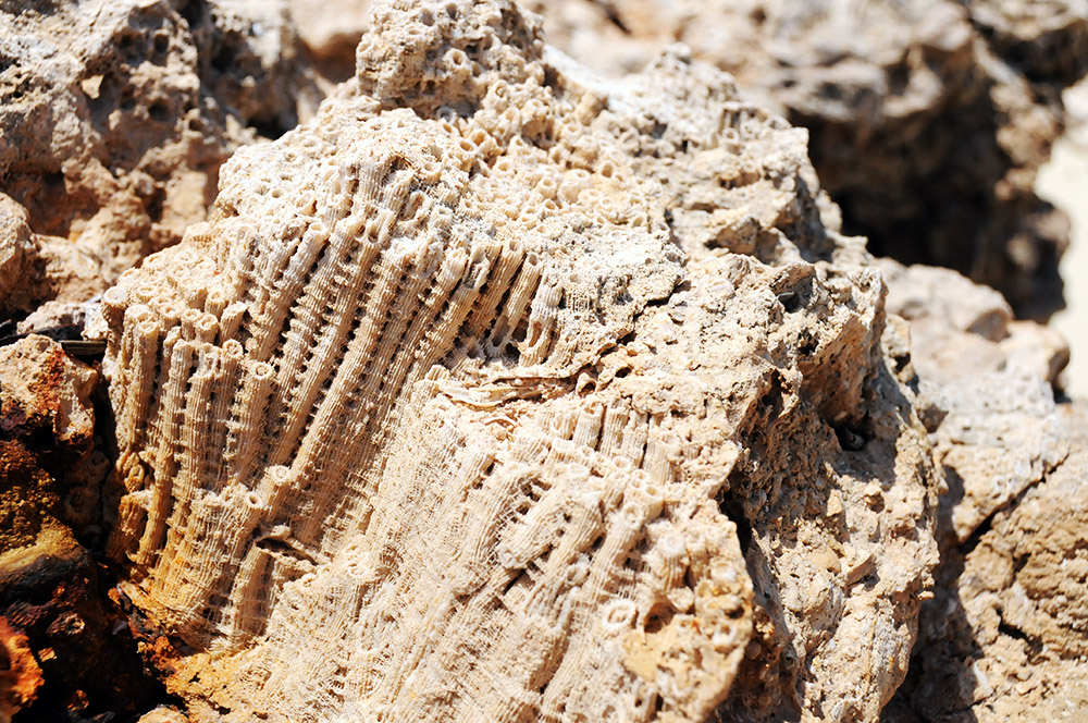 Fossilized coral on Moucha Island