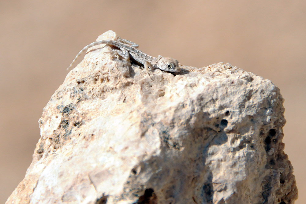 Small lizard on Moucha Island in Djibouti