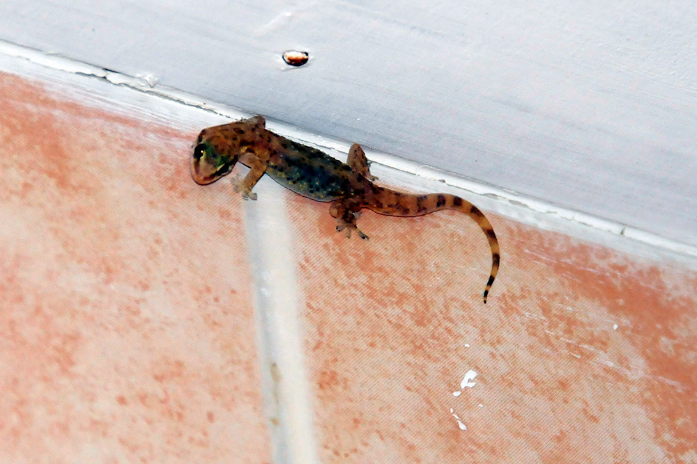 Small lizard inside a room on Moucha Island