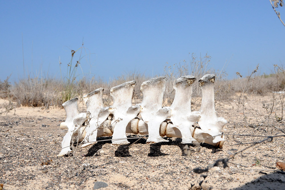 Large animal bone found on Moucha Island