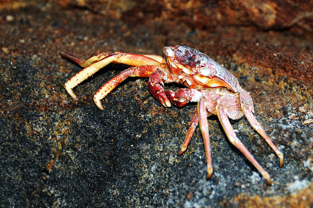 Crab along the coast of Cape Fatucama