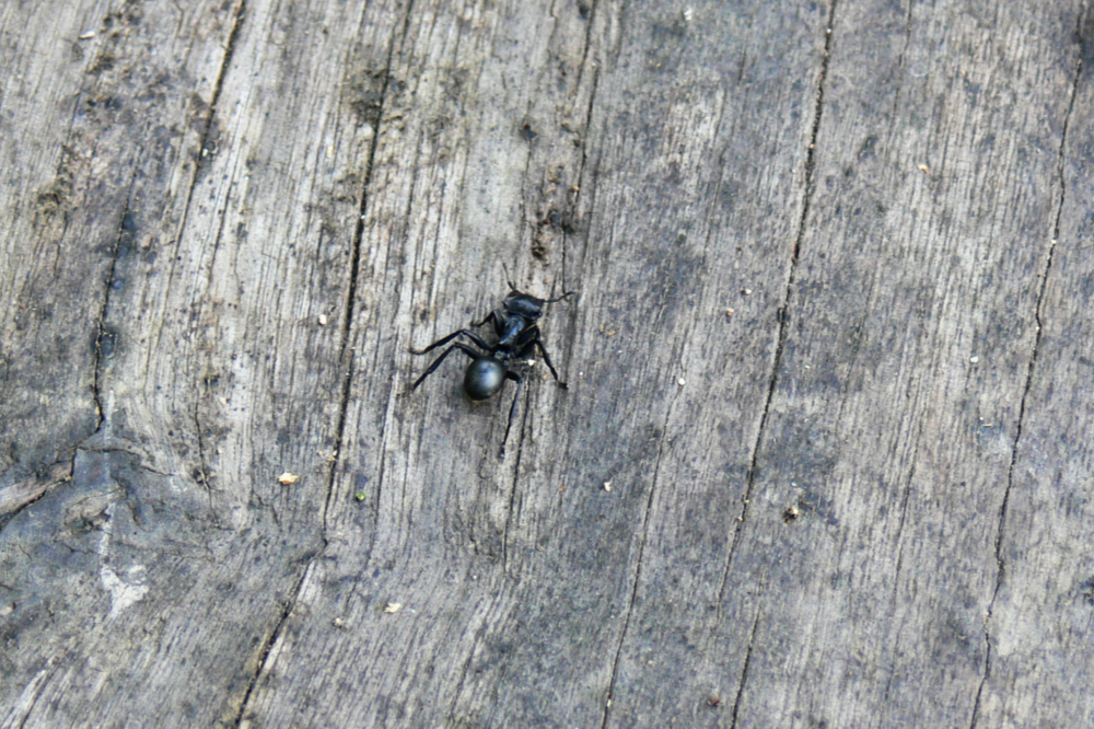 Large conga ant in the Ecuadorian Amazon