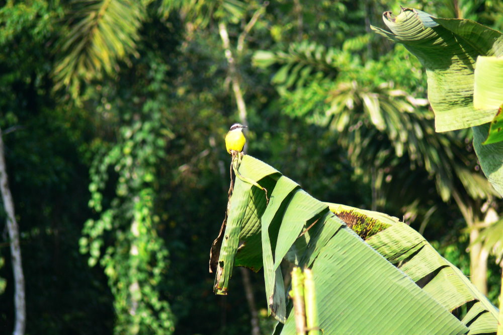 Yellow bird in the Ecuadorian Amazon