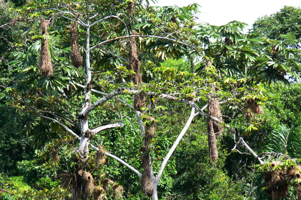 Crested oropendola birds in the Amazon