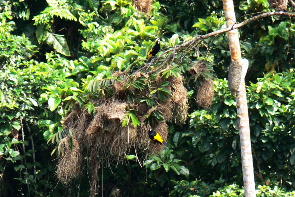 Crested oropendola in the Ecuadorian Amazon