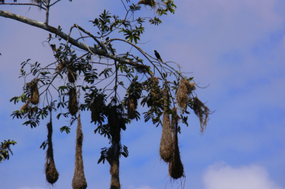 Crested oropendola nests hanging from trees