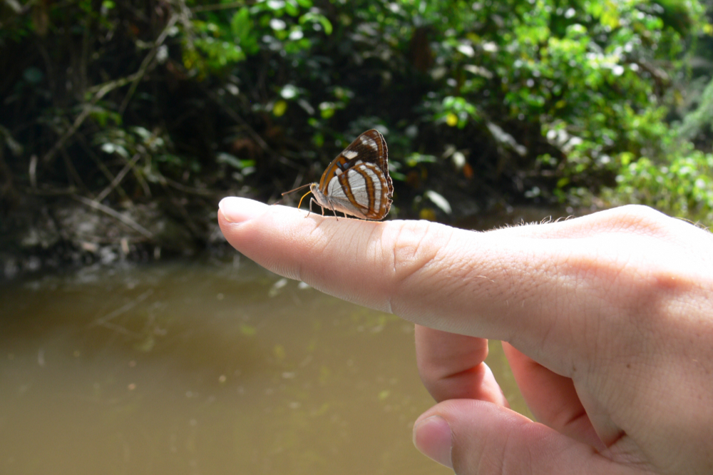 Butterfly resting on my hand in the Amazon