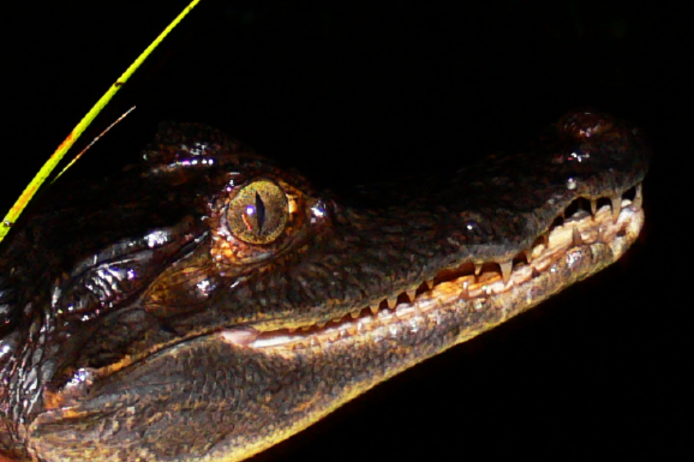 Caiman spotted at night in the Ecuadorian Amazon