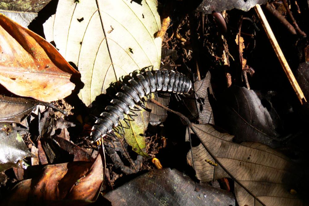 Large centipede on the Amazon forest floor