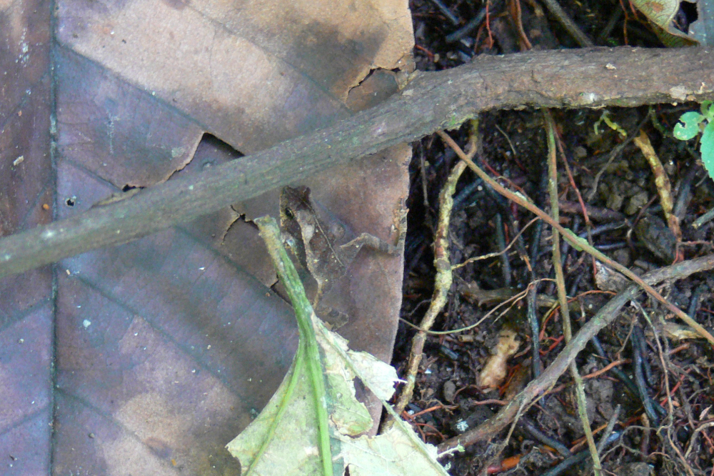 Tiny frog in the Ecuadorian Amazon