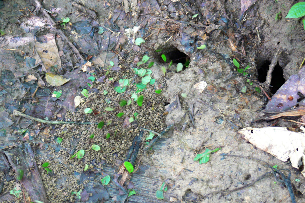 Leaf cutter ants carrying leaves