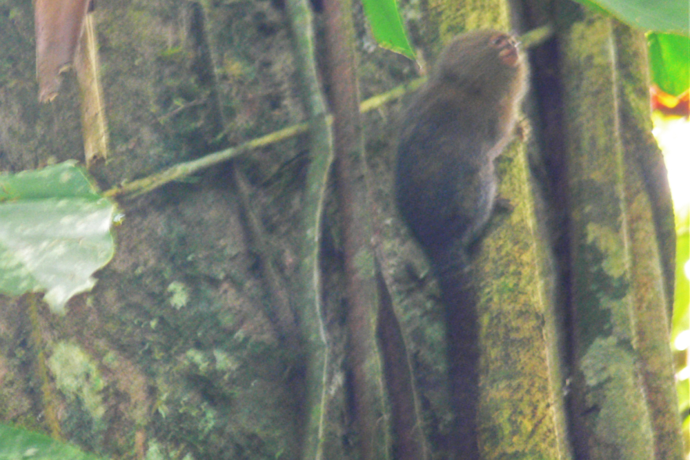 Pygmy marmoset in the Ecuadorian Amazon