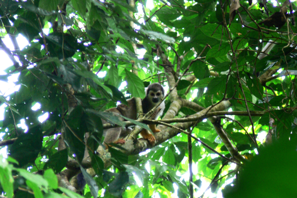 Monkey moving through the Amazon rainforest canopy