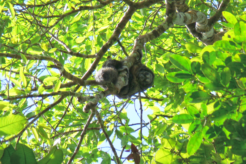 Monkey high in the Amazon rainforest canopy