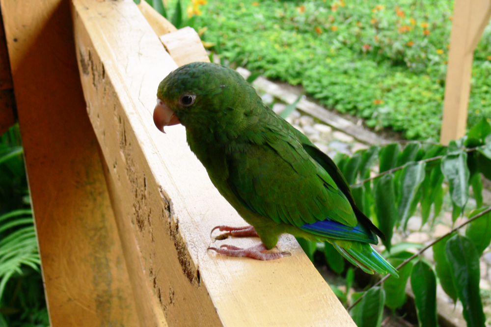 Wild parrot in the Ecuadorian Amazon