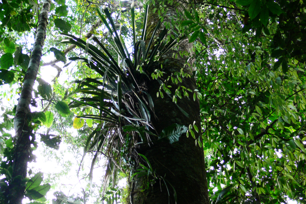 Plant in the Ecuadorian Amazon