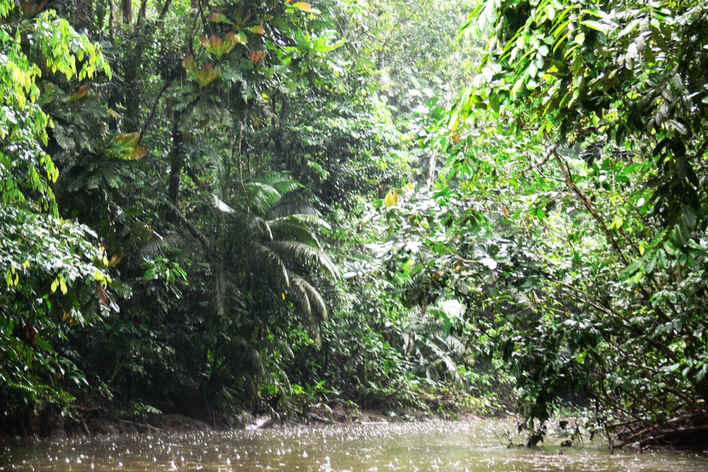 Small river in the Ecuadorian Amazon