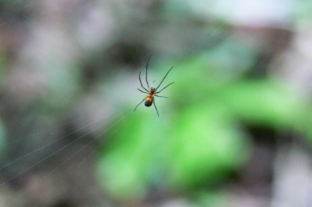 Spider in the Ecuadorian Amazon
