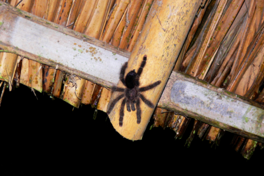 Tarantula inside an Amazon lodge