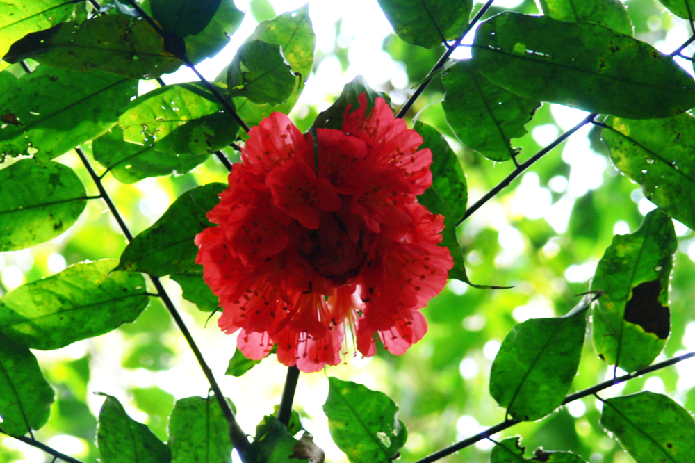 Flower growing in the Ecuadorian Amazon