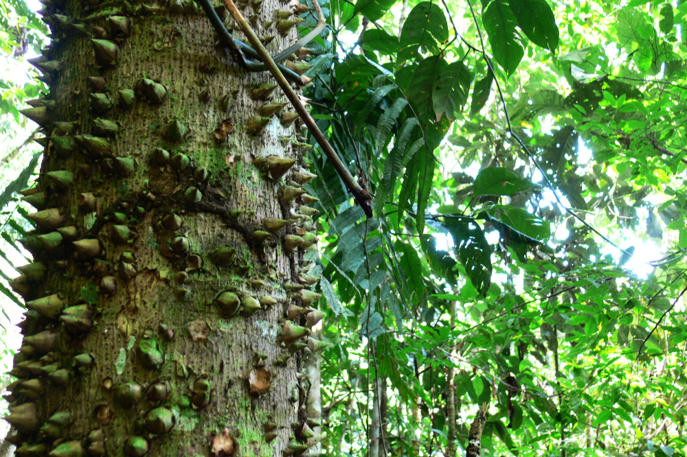 Spiked tree in the Ecuadorian Amazon