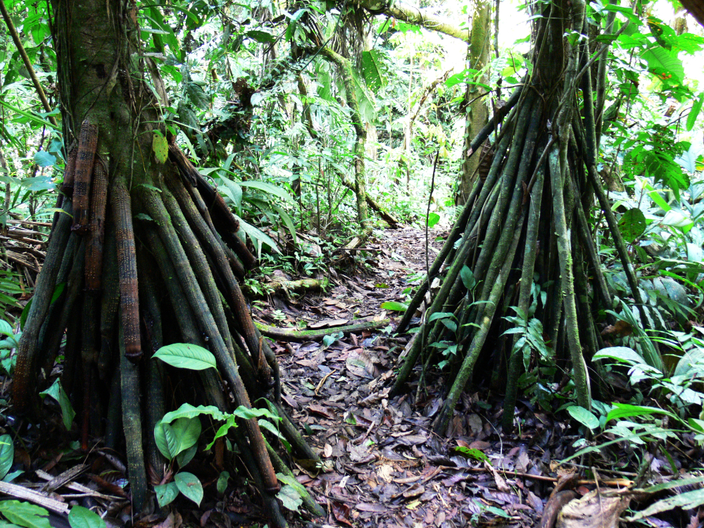 Exposed tree roots in the Ecuadorian Amazon